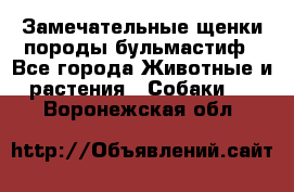 Замечательные щенки породы бульмастиф - Все города Животные и растения » Собаки   . Воронежская обл.